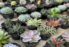 5 Tanaman Hias Pembawa Hoki yang Wajib Ada di Rumah, Bikin Rezeki Makin Lancar