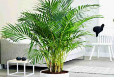 Rahasia Rumah Sejuk, Segar dan Lembap dengan 7 Tanaman Hias Pembersih Udara Ampuh, Mudah Dirawat