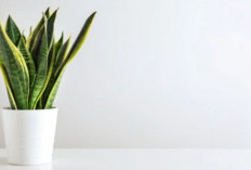 6 Tanaman Hias yang Bisa Menyerap Racun, Sudah Teruji Klinis Bisa Basmi Karbon dan Gas Metana