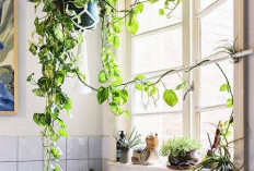 Makin Betah Masak! Ini 5 Tanaman Hias untuk Dapur yang Bikin Suasana Lebih Fresh dan Estetik