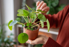 Mungil & Estetik, 5 Tanaman Hias Minimalis untuk Dekorasi Indoor yang Hemat Ruang, Nomor 2 Bisa Bawa Hoki!