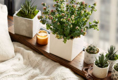 Tidur Jadi Lebih Nyenyak & Nyaman, Ini 7 Tanaman Hias Indoor Pembersih Udara yang Cocok Untuk Kamar Tidur