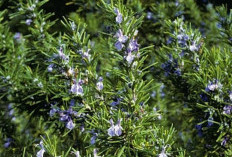 Bukan Cuma Wangi, 5 Tanaman yang Tidak Disukai Cicak Ini Bisa Jadi Pengusir Alami, Cocok Diletakkan di Rumah