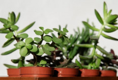 5 Tanaman Hias Pembawa Keberuntungan dan Cara Menyiram Agar Rumah Penuh Energi Positif Tahun 2026