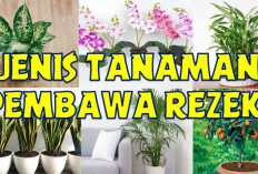 Bukan Sekadar Dekorasi, 5 Tanaman Hias Ini Disebut Pembawa Rezeki dan Penarik Energi Positif