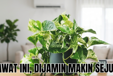 Rawat 3 Tanaman Hias Pembersih Udara Ini dan Rasakan Ruang Kerja yang Lebih Sejuk Tiap Hari!