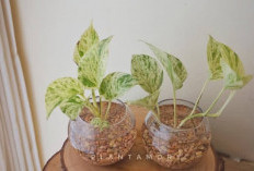 5 Tanaman Hias Pembersih Udara di Kamar Tidur, Ada yang Bisa Ditanam Hidroponik & Bikin Ruangan Lebih Segar