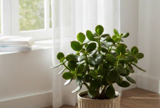 6 Tanaman Hias Pembawa Hoki & Kebahagiaan, Menurut Feng Shui, Bikin Vibes Rumah Tambah Nyaman