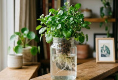 Bikin Tamu Kesengsem, Berikut 6 Tanaman Hidroponik Indoor Paling Gampang Dirawat, Gak Perlu Media Tanah