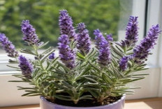 Bikin Dompet Makin Tebal! 6 Tanaman Hias Pembawa Rezeki yang Dipercaya Bawa Kekayaan ala Feng Shui