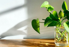 Biar Gak Monoton! Coba 5 Tanaman Hias Indoor Minimalis dengan Media Air, Lebih Menarik & Mudah Dirawat
