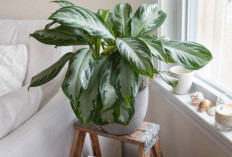 Buat Rumah Anti Pengap! Berikut 6 Tanaman Hias Pembersih Udara Untuk Ruang Tamu yang Estetik dan Bermanfaat