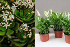 Dipercaya Bawa Hoki, Tanam 3 Tanaman Hias Pembawa Rezeki 2026 Untuk Meja Kantor Ini! 