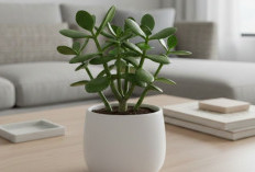 Tanaman Hias Dalam Rumah Pembawa Hoki dan Pemancar Energi Positif Buat Pemilik, Berikut 5 Rekomendasinya