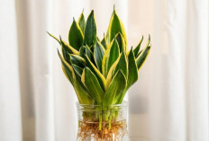 Dijamin Gampang! Ikuti 3 Tips Merawat Tanaman Hias Hidroponik Pembersih Udara di Rumah Ini