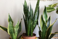 5 Simbol Keberuntungan, Ini 5 Tanaman Hias Pembawa Rezeki di Ruang Tamu Menurut Feng Shui, Punya Tampilan Unik