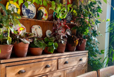 Gak Cuma Cantik, 10 Tanaman Hias Ini Bisa Bantu Bersihkan Udara Rumah Kamu Jadi Lebih Segar!