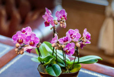 Pengundang Rezeki & Kekayaan, Berikut 5 Tanaman Hias Indoor Pembawa Hoki yang Bisa Percantik Hunian Rumah