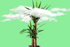 Cuma Butuh Disiram, Ini 6 Tanaman Penyerap Polusi Udara dalam Rumah yang Minim Perawatan & Praktis