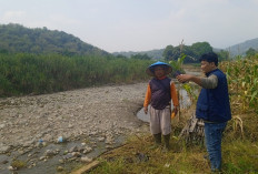 Abrasi Sungai di Desa Cibodas Majalengka Kian Parah, 10 Meter Lahan Pertanian Warga Tergerus