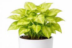 Basmi Polusi di Rumah, Ini 6 Jenis Tanaman Hias Pembersih Udara yang Wajib Dimiliki di Daerah Perkotaan