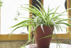 Rumah Auto Segar, Ini 5 Tanaman Indoor Gampang Dirawat Bikin Dapur Wangi Estetik, Sehat Udara dan Hemat Air