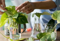 Rumah Tambah Estetik dan Bersih, 8 Tanaman Hias Hidroponik di Botol dan Vas untuk Hunian Modern