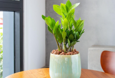 Suka Merokok? Wajib Punya 1 dari 5 Jenis Tanaman Hias yang Mampu Menyerap Asap Rokok di Dalam Rumah Ini