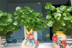 Bantu Sirkulasi Udara & Naikin Mood, Ini 5 Rekomendasi Tanaman Hias Indoor Cocok Untuk Dekorasi Minimalis