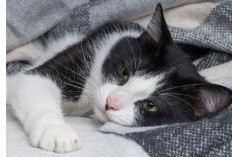 Cara Pencegahan dan 5 Penyebab Kucing Flu dan Batuk di Musim Hujan, No. 5 Paling Bahaya