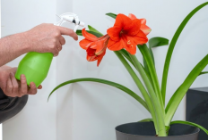 Bisa Mengaktifkan Sudut Kekayaan, 7 Rekomendasi Tanaman Hias Bunga Pembawa Hoki dan Mudah Dirawat untuk Dekor