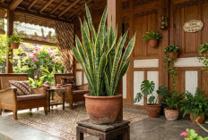 7 Tanaman Hias Outdoor Pembawa Keberuntungan, Tebar Aura Optimis untuk Teras Rumah Lebih Asri