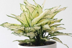 Tingkatkan Kualitas Udara Rumah, Berikut 7 Tanaman Hias Pembersih Udara dari Polusi yang Wajib Dimiliki