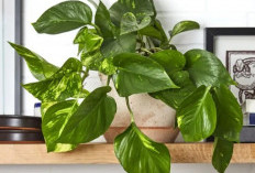 Ideal untuk Tanaman Indoor! 5 Tanaman Hias yang Tumbuh di Tempat Minim Cahaya, Tahan Banting & Mudah Dirawat