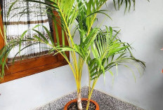 Wajib Punya! 7 Tanaman Penangkal Sial Depan Rumah, Dipercaya Usir Energi Negatif & Bawa Keberuntungan