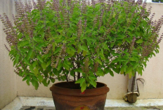 Pembawa Cuan! Ini 4 Tanaman Hias Pembawa Rezeki yang Wajib Ditanam, Menurut Vastu Shastra dan Feng Shui