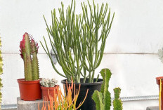 Dianggap Bahaya, Ini 4 Jenis Tanaman Hias Pembawa Sial yang Tidak Boleh Diletakan di Dalam Rumah Menurut Islam