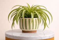 Rumah Makin Nyaman & Bebas Polusi, Berikut 8 Tanaman Hias Pembersih Udara Estetik yang Layak Dipertimbangkan