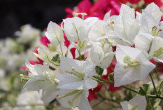 Dijamin Bawa Hoki! Berikut 5 Jenis Tanaman Hias yang Cocok di Tanam di Depan Rumah untuk Serap Energi Negatif