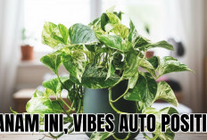 Bawa Vibes Positif Setiap Hari dengan Merawat 4 Tanaman Hias Pengusir Energi Negatif Berikut