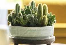 Menyimbolkan Kesulitan, Berikut 5 Tanaman Hias Pembawa Sial Menurut Islam yang Penempatannya Harus Diwaspadai