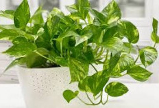 Biar Gak Pengap, Ini 5 Tanaman Hias Penyerap Kelembapan Udara di Dalam Ruangan, Ideal Untuk Dekorasi Interior