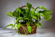 6 Tanaman Indoor Pembawa Hoki Menurut Feng Shui, Bikin Rumah Harmonis & Rezeki Mengalir!