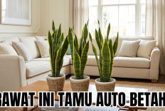 Dijamin Tamu Makin Betah Setelah Menanam Rekomendasi Tanaman Hias Untuk Ruang Tamu Ini! Berikut Daftarnya