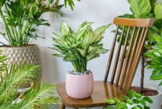 Punya Tampilan Memikat & Warna Menarik, Ini 5 Tanaman Hias Daun yang Bagus untuk Percantik Teras Rumah