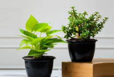 Datangkan Keberuntungan dan Buang Sial, Ini 5 Tanaman Hias Estetik Pembawa Hoki