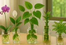 Ruangan Sempit Jadi Lebih Hidup, Ini 5 Tanaman Hidroponik yang Mudah Dirawat untuk Dekorasi di Indoor