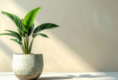 Daftar 7 Tanaman Hias dalam Ruangan yang Mudah Dirawat, Tetap Cantik Meski Jarang Disiram!