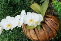 Rumah Sempit Tetap Hijau, 9 Tanaman Hias Pot Gantung Cantik di Teras, Tahan Panas untuk Dekorasi Outdoor