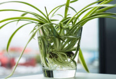 5 Tanaman Hias Hidroponik Pembersih Udara yang Tidak Mudah Mati, Serta Perawatan yang Mudah dan Ramah Pemula